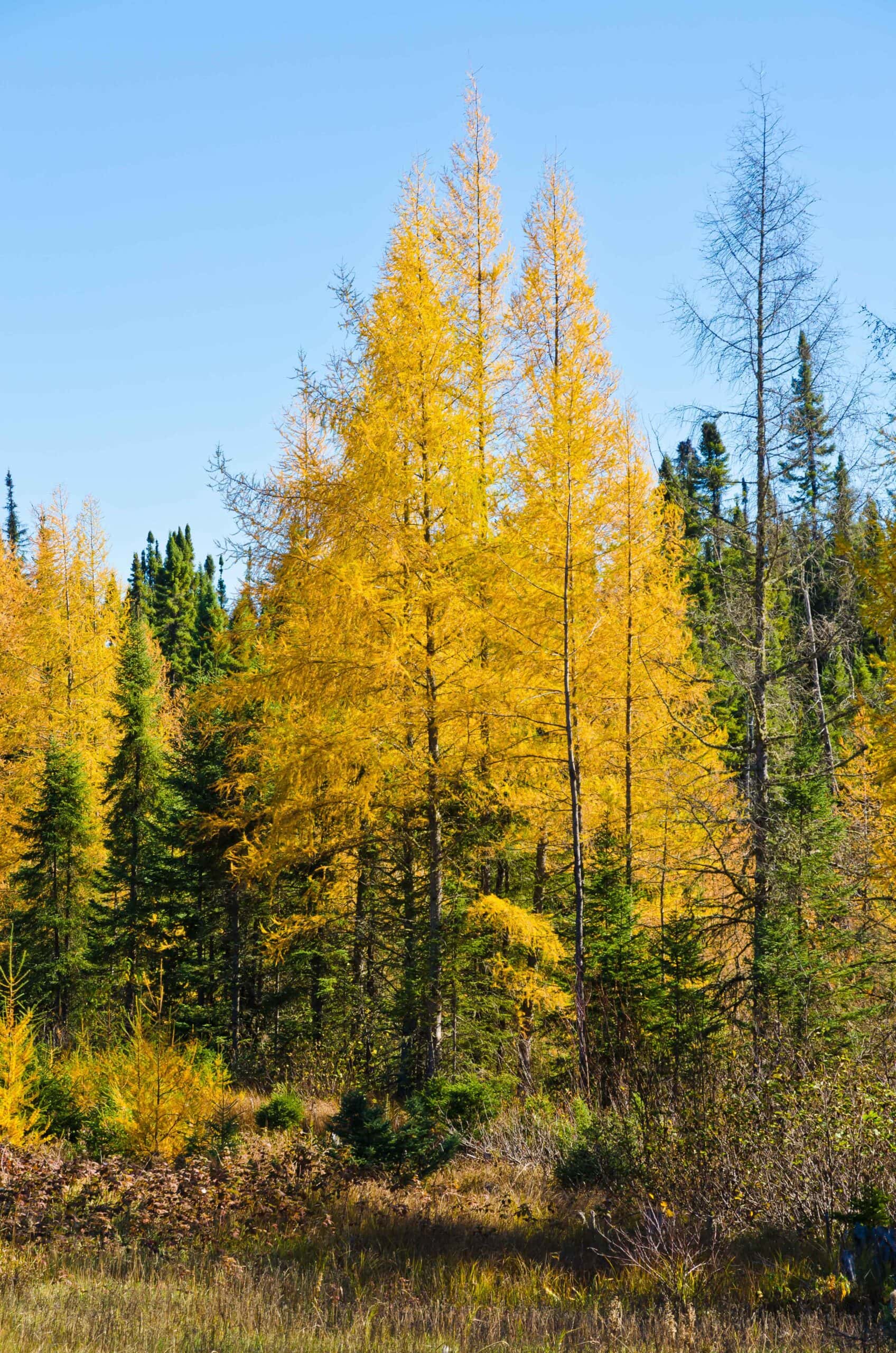 Trees turning yellow in autumn in Northern Ontario